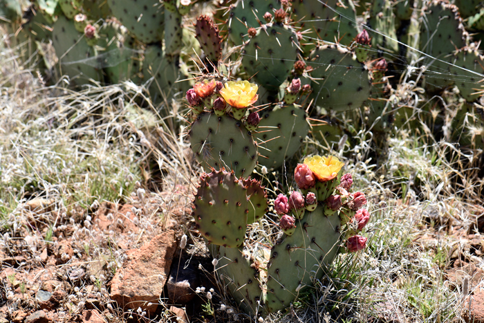 Tulip Pricklypear is a native cactus found across a large range in the southwest United States. Early Tulip Pricklypear plants and some varieties were classified as Cactus Apple, Opuntia engelmannii, for which this species might be confused with as a similar looking species. Opuntia phaeacantha 